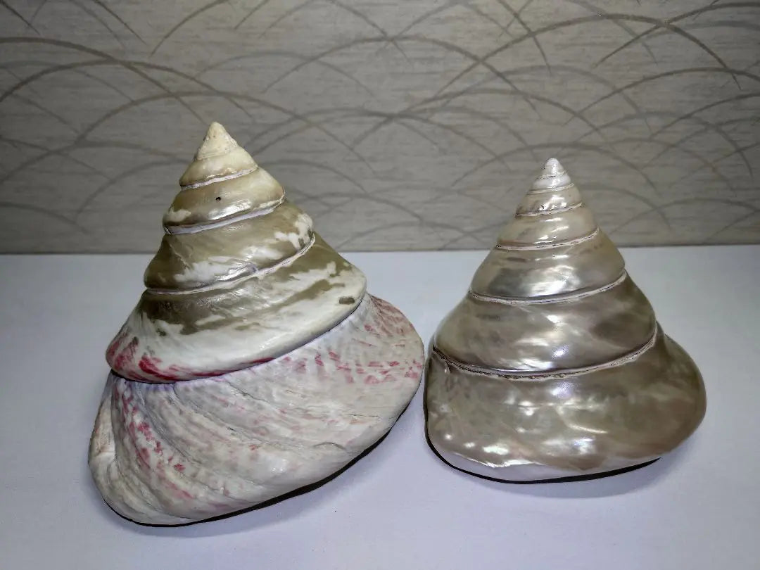 Sarasabatai Pearl Polished [Takasegai] Shells Set of 2, from Okinawa Prefecture