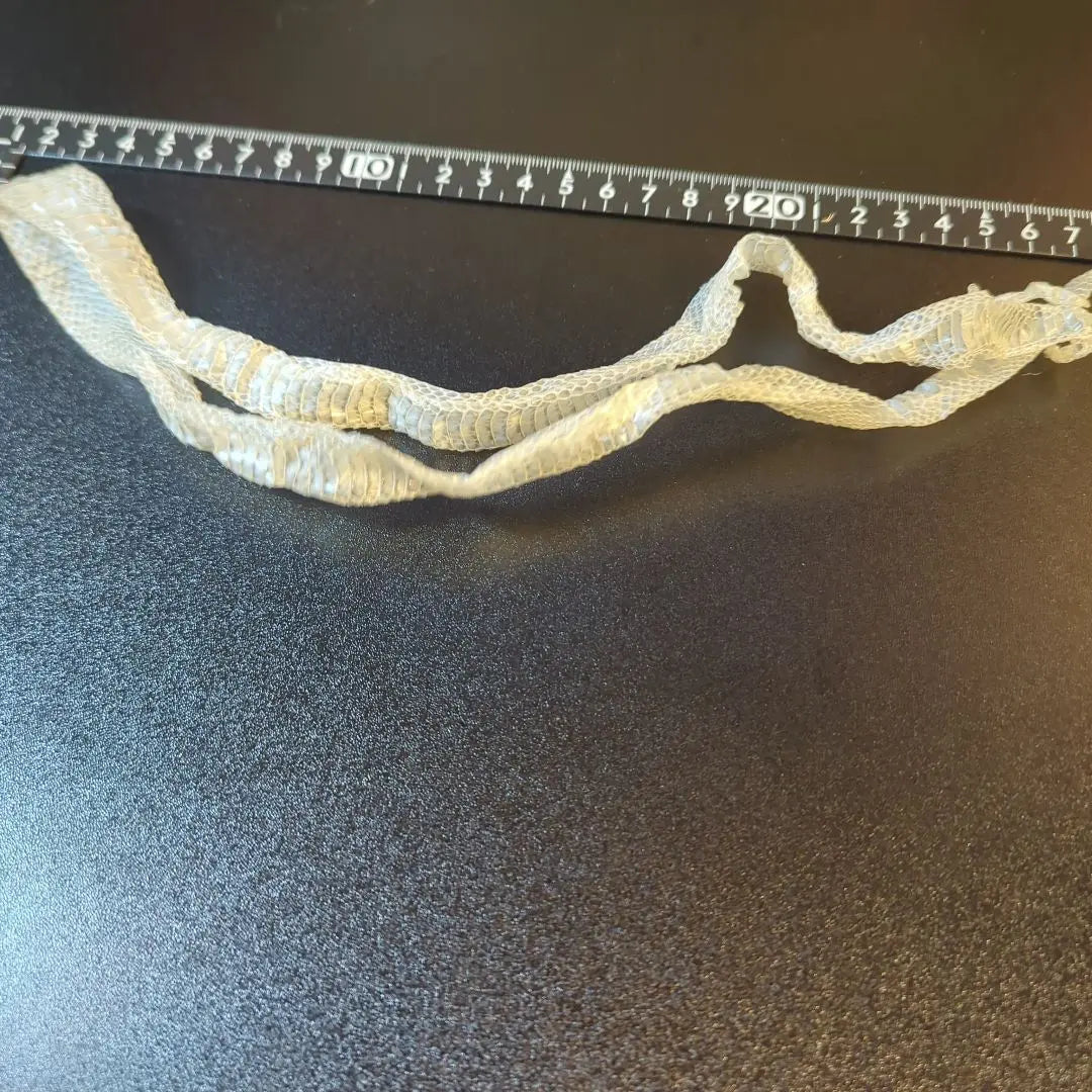 Snake shell white snake approx. 65cm