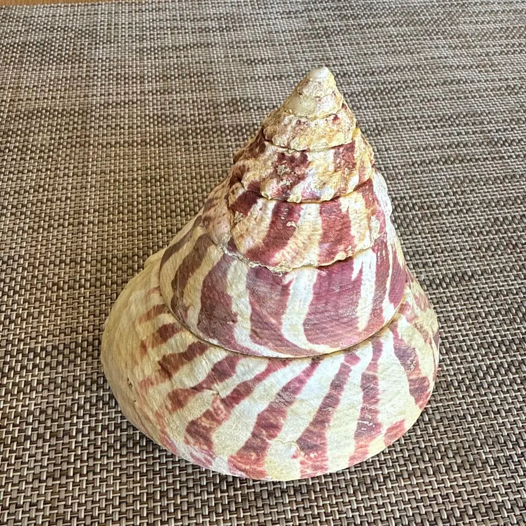 Big red and white striped shell