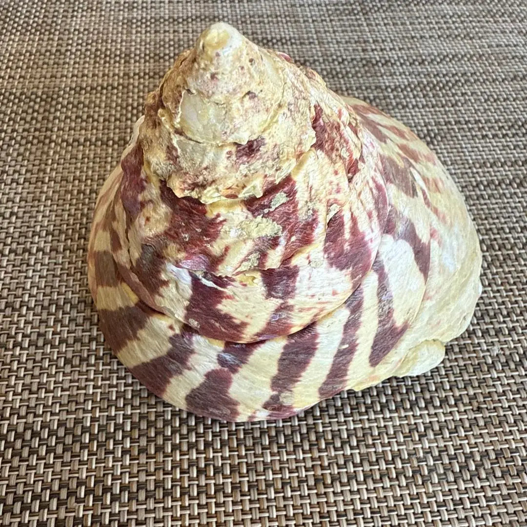 Big red and white striped shell