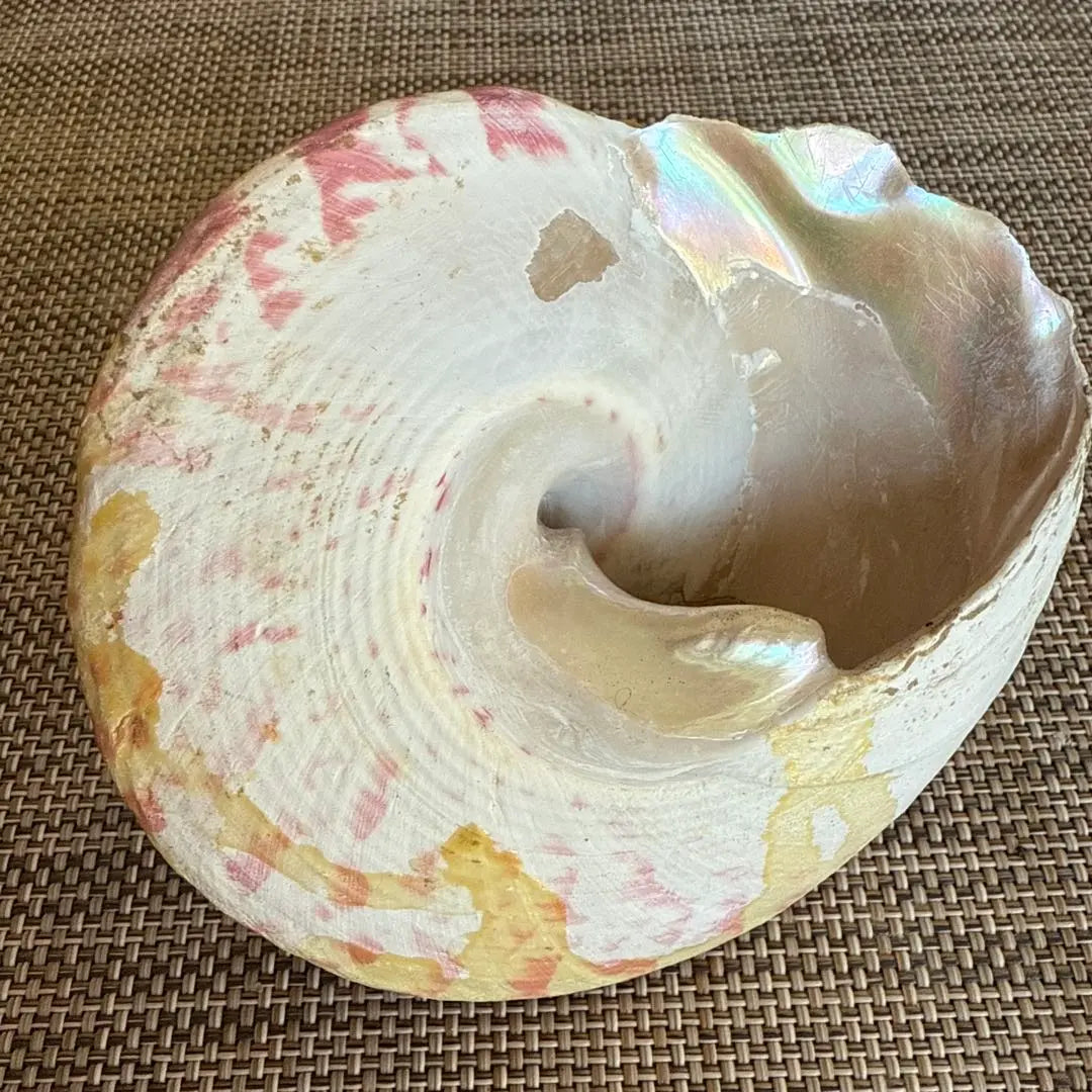 Big red and white striped shell