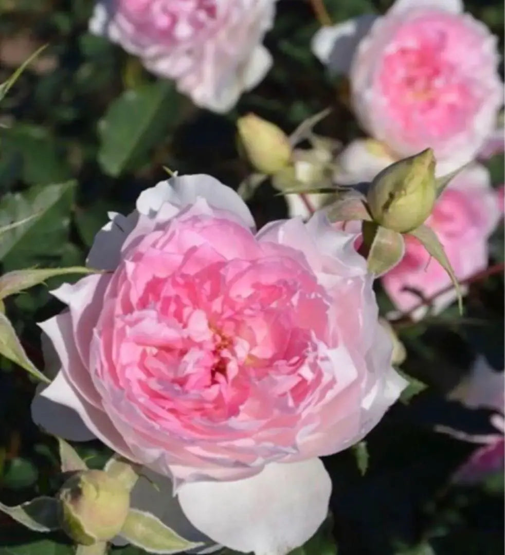 Rose seedlings: A new type of rose that combines beauty and strength❣️ 2 year old