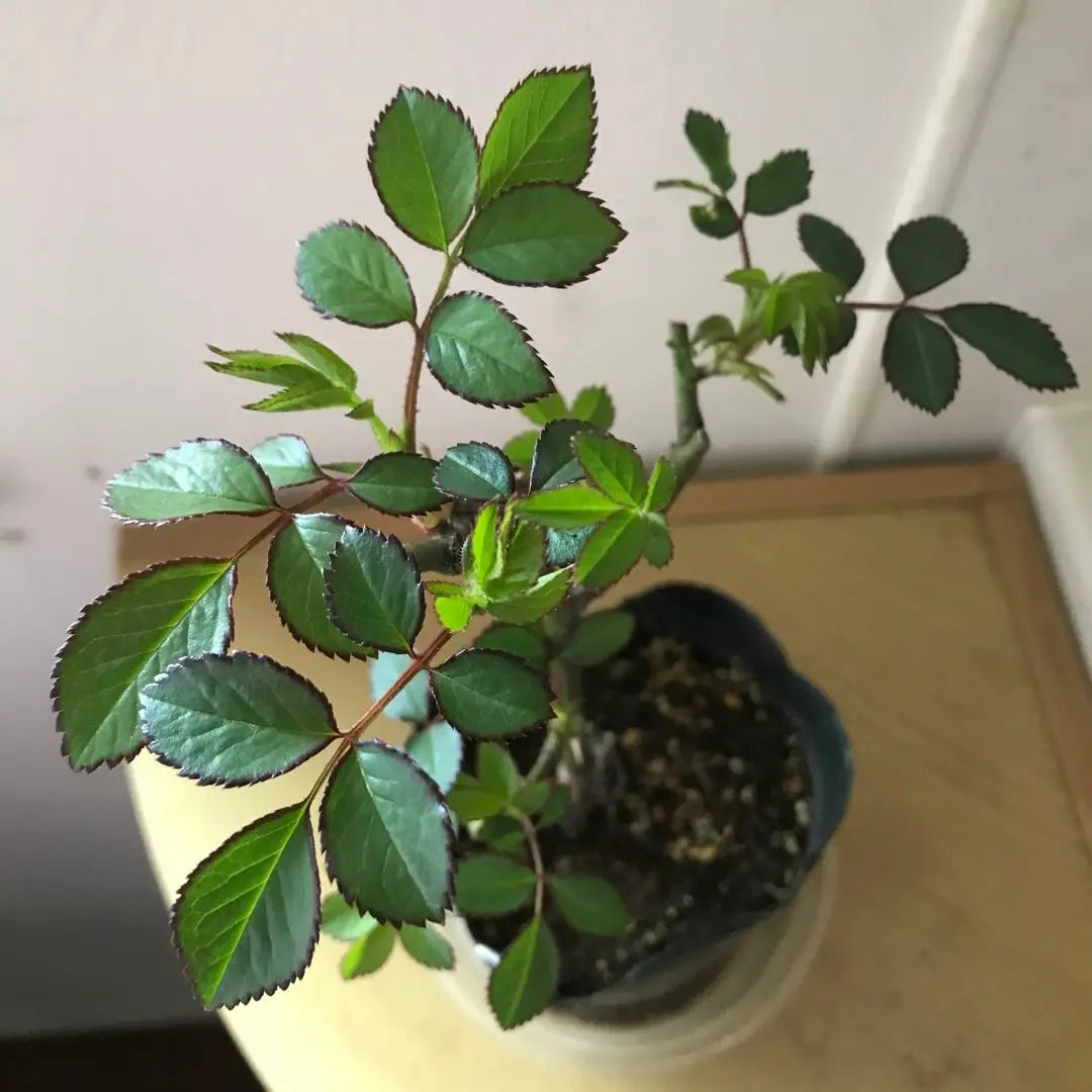 Rose seedlings: A new type of rose that combines beauty and strength❣️ 2 year old