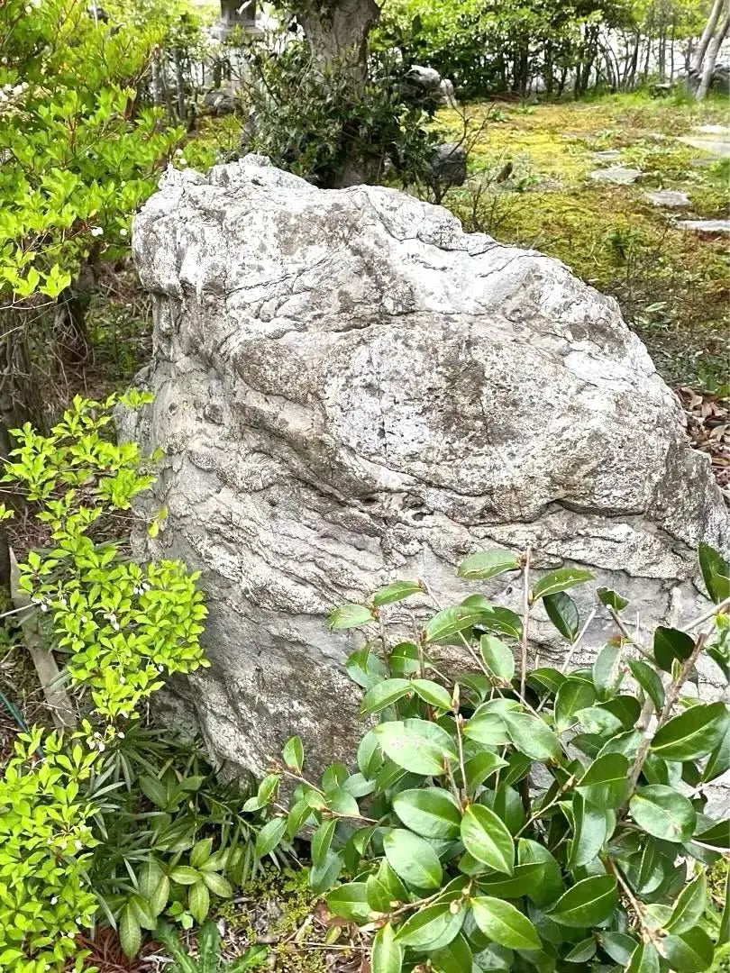 Piedra de Jardín Piedra Natural Grande Gris Aproximadamente 150 × 80 × 100㎝ | 庭石 自然石 大きめ グレー 約150×80×100㎝【石川県引き取り限定】