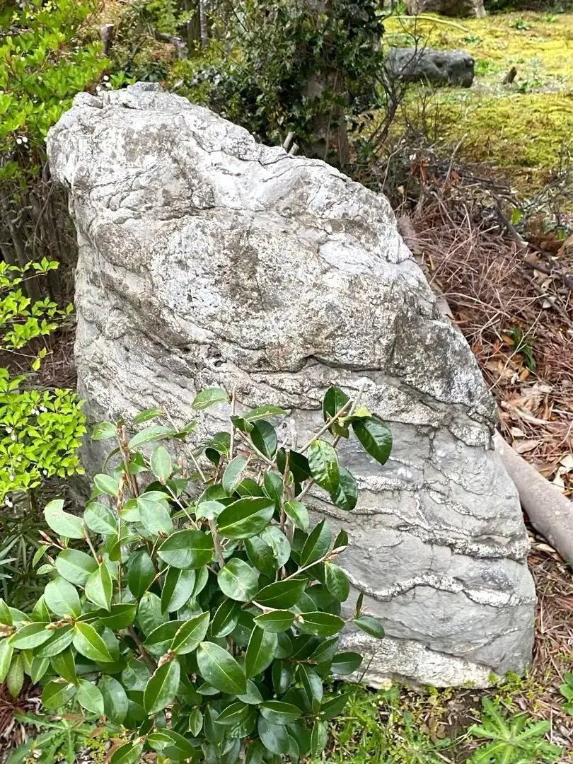 Piedra de Jardín Piedra Natural Grande Gris Aproximadamente 150 × 80 × 100㎝ | 庭石 自然石 大きめ グレー 約150×80×100㎝【石川県引き取り限定】