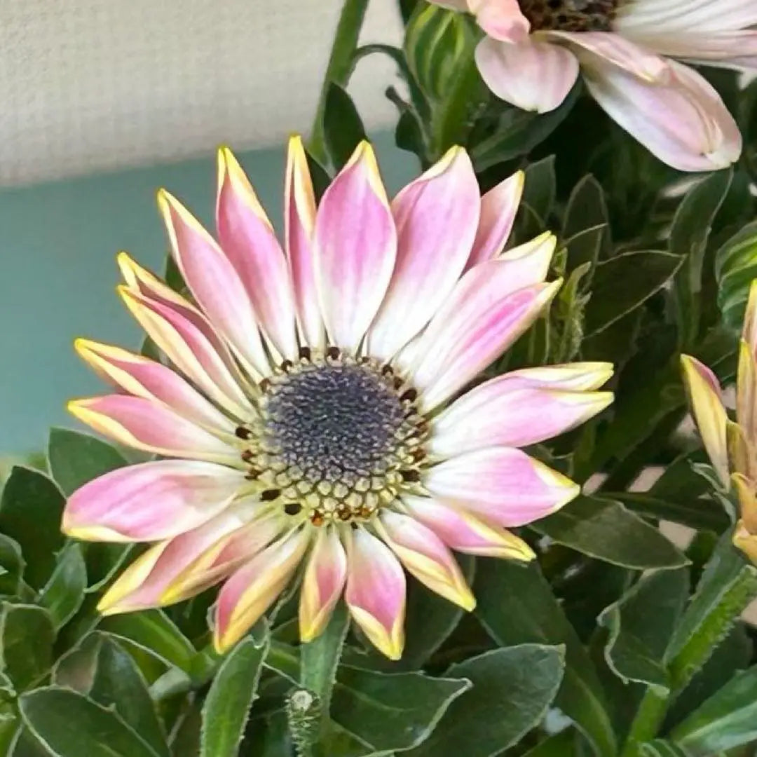 Osteospermum Astra White Pink Blush Pot Seedlings {3/18}