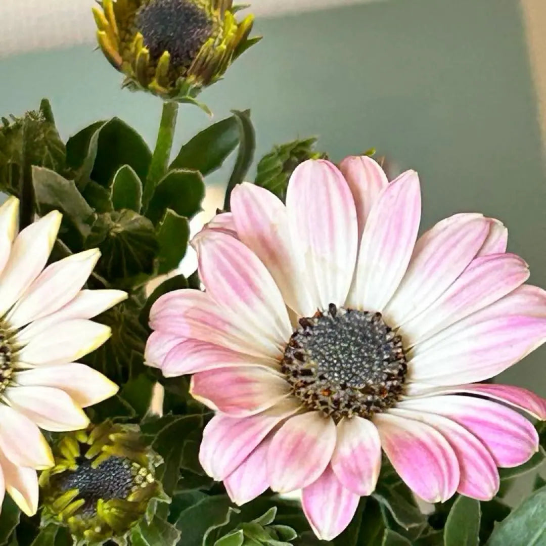 Osteospermum Astra White Pink Blush Pot Seedlings {3/18}