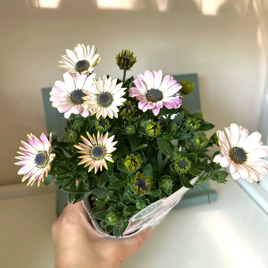 Osteospermum Astra White Pink Blush Pot Seedlings {3/18}