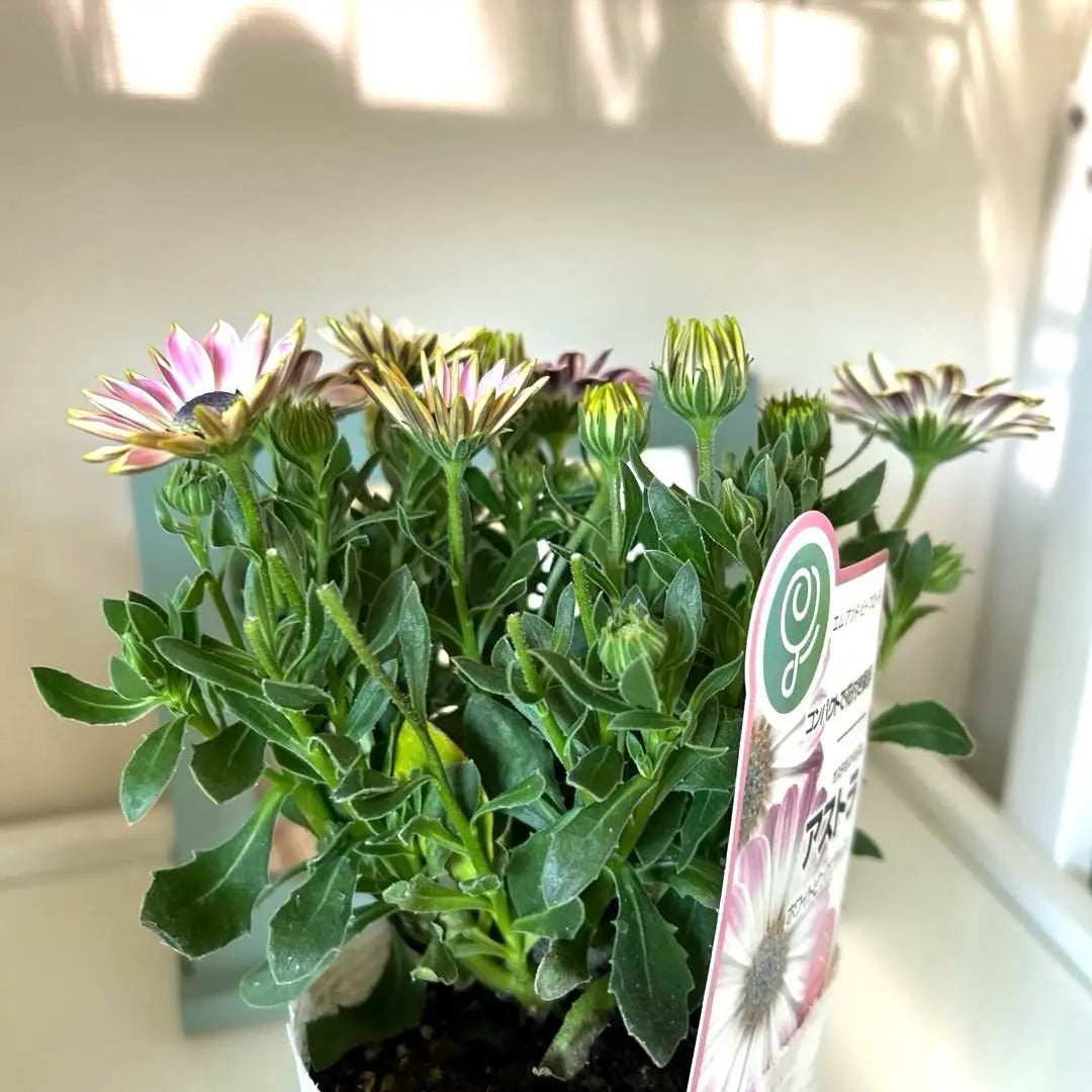 Osteospermum Astra White Pink Blush Pot Seedlings {3/18}