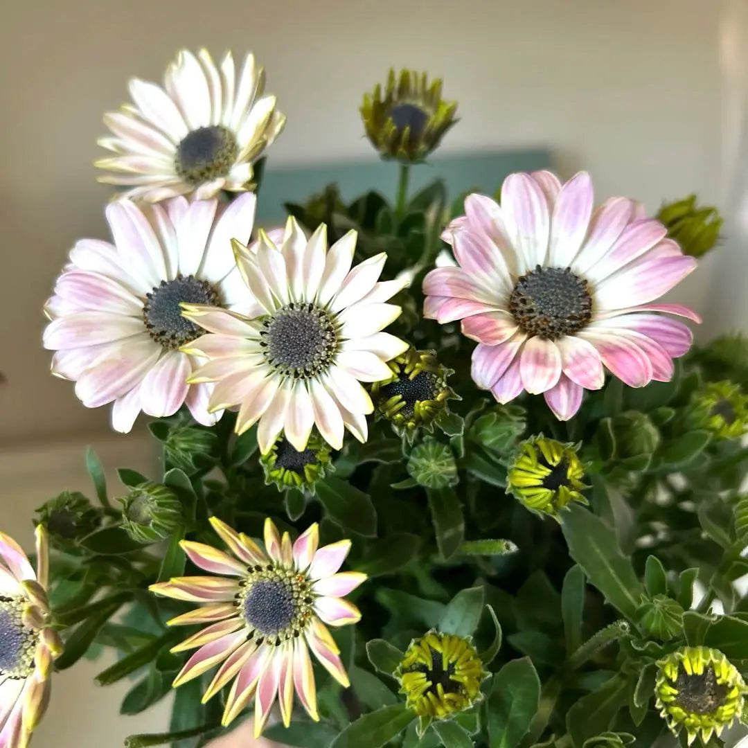 Osteospermum Astra White Pink Blush Pot Seedlings {3/18}