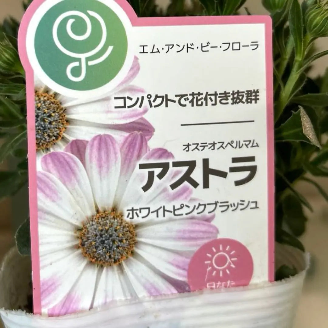 Osteospermum Astra White Pink Blush Pot Seedlings {3/18}