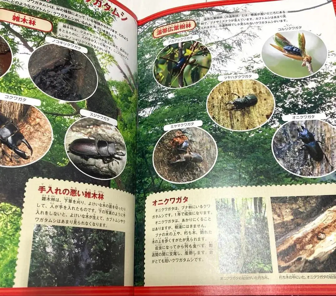 DQ TV Gakken Picture Book Beetles and Stag Beetles OI XL