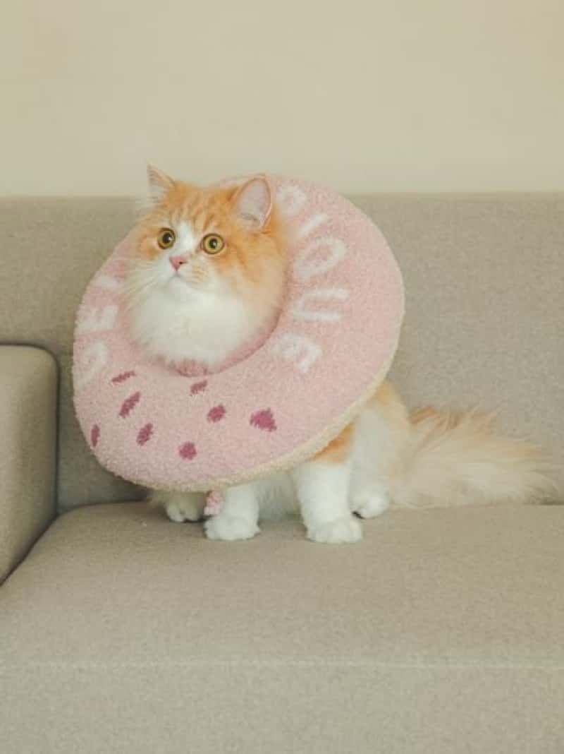 [CAT&DOG] Baby Moko Donut Color GELATO PIQUE CAT&DOG Gelato Pique Pet Supplies Other Pet Supplies [Free Shipping] [Rakuten Fashion]