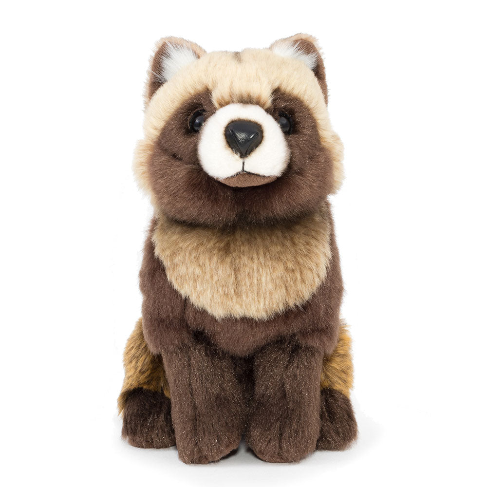 Hondo raccoon stuffed animal real animal baby Hondo tanuki | Zoo Christmas present birthday Christmas present Japan elementary school children fluffy toys animals real animal �